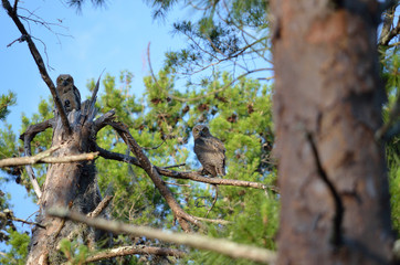 Great horned owls perched in a tree