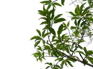 Tree with green leaves. Green leaf on white background.