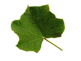Green leaf or green leaves on white background. Ricinus communis leaf Isolated on white background.