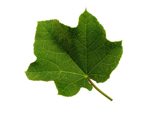 Green leaf or green leaves on white background. Ricinus communis leaf Isolated on white background.