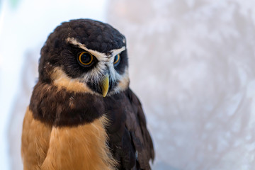 メガネフクロウ