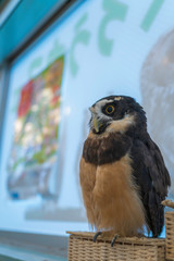 メガネフクロウ