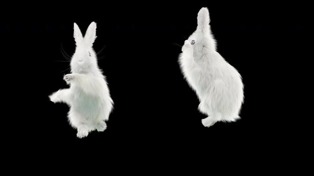 rabbit CG fur 3d rendering animal realistic CGI VFX Animation Loop Crowd dance composition 3d mapping cartoon, (with Alpha Channel)