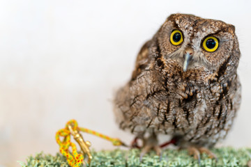 コキンメフクロウ