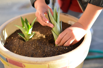 Child's hand planting a seedling