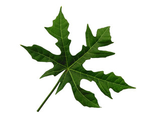 Green leaf or green leaves on white background. Cnidoscolus aconitifolius leaf Isolated on white background.