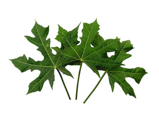 Green leaf or green leaves on white background. Cnidoscolus aconitifolius leaf Isolated on white background.
