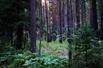 landscape of wild pine and spruce forest with birch and fern