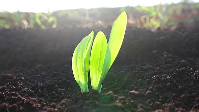 Corn seedlings with sunlight Thailand