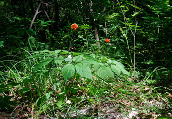 A close up of the wild most famous medicinal plant ginseng (Panax ginseng).