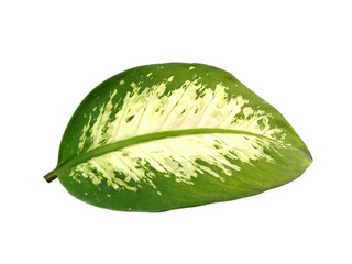 Plant with green leaves. The name of the plant is Aglaonema. Green leaf on white background.