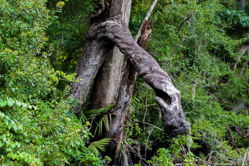 Trees Down Along Bank of Deep Creek, St Johns River