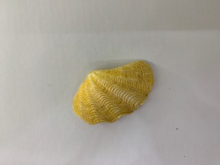 Fototapeta na wymiar Golden coated shells with white background