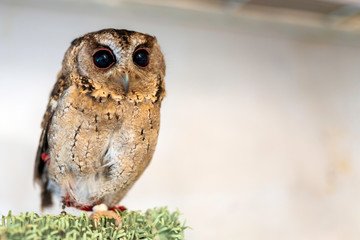 コキンメフクロウ