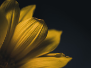 Closeup of yellow petal