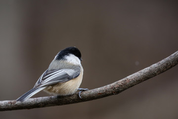 Fototapeta premium black-capped chickadee,