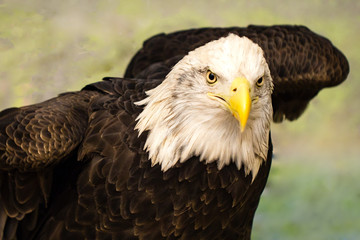 Bald Eagle (Haliaeetus leucocephalus) adult with white head and yellow beak