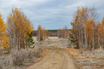 Autumn forest road on the first frosty day. A dull empty country road among yellow-white birches covered with hoarfrost. Russia, birch trees, road with hoarfrost. Selective focus