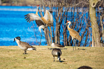 Two Sandhill Cranes (Grus canadensis) in a mating dance