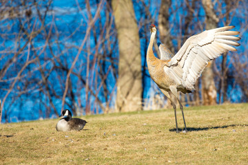 Sandhill Crane (grus canadensis) with wing spread