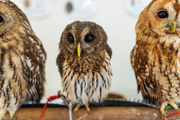 コキンメフクロウ