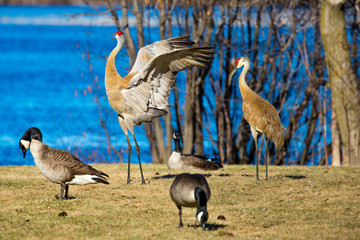 Two Sandhill Cranes (Grus canadensis) in a mating dance by a lake