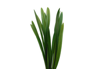 Green leaf or green leaves on white background. Lilium leaf or Lily leaves Isolated on white background.