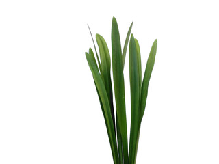 Green leaf or green leaves on white background. Lilium leaf or Lily leaves Isolated on white background.