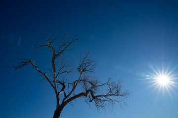砂漠 Desert White Sands New Mexico