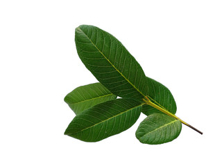 Obraz premium Green leaf or green leaves on white background. Psidium guajava leaf or guava leaves Isolated on white background.