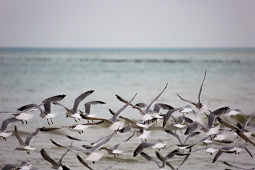 Flock of Ring-billed gulls (Larus delawarensis) flying off the beach