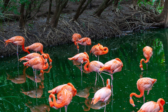 Pink flamingos standing in water
