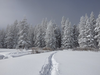 Ski Tracks in Snow, Snow Fog, and Snow Covered Pine Trees in Grass Lake Meadown in the Sierra Nevadas