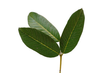 Obraz premium Green leaf or green leaves on white background. Psidium guajava leaf or guava leaves Isolated on white background.