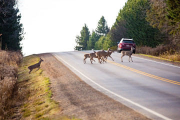Herd of white-tailed deer (odocoileus virginianus) crossing a county highway road in Wisconsin