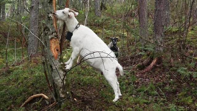 A white goat grazes in the forest. A goat with a GPS sensor on the neck eats the bark of a tree.