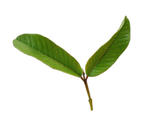 Green leaf or green leaves on white background. Psidium guajava leaf or guava leaves Isolated on white background.