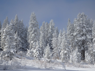 Naklejka premium Snow Covered Forest on Edge of Grass Lake Meadow in the Sierra Nevadas
