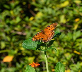 Beautiful Gulf Fritillary butterfly closeup at a historic plantation near Charleston, South Carolina
