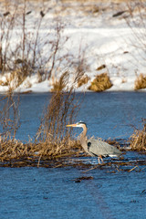 Great Blue Heron (Ardea herodias) in Lake Wausau with snow in the background