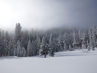 Fototapeta premium Snow Covered Forest and Ice Fog on Edge of Grass Lake Meadow in the Sierra Nevadas