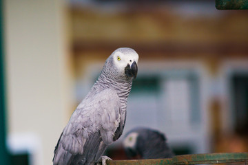 Obraz premium portrait of a parrot