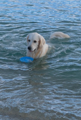 Yellow Labrador Retriever playing with a plate. A dog comes out of the water with a toy. The pet is swimming to the owner by sea. Game with pets on the coast. Travel, vacation with animals.