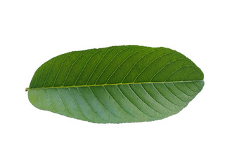 Obraz premium Green leaf or green leaves on white background. Psidium guajava leaf or guava leaves Isolated on white background.