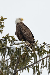 An American Bald Eagle perched on a snow capped conifer.