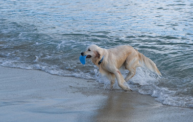 Yellow Labrador Retriever playing with a plate at sea. A dog runs out of the sea with a toy in its mouth. The pet runs to the owner by sea. Game with pets on the coast. Travel with animals. Vacation