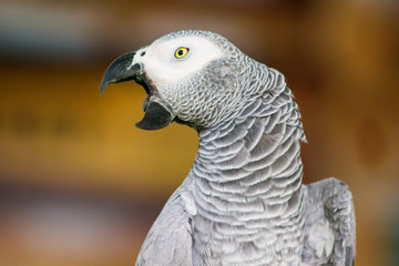 portrait of a parrot