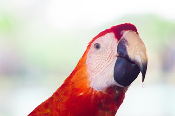 portrait of a parrot
