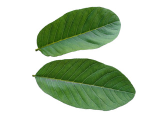 Green leaf or green leaves on white background. Psidium guajava leaf or guava leaves Isolated on...