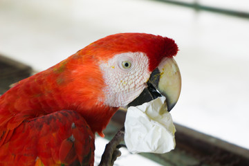 Fototapeta premium parrot on branch